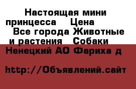 Настоящая мини принцесса  › Цена ­ 25 000 - Все города Животные и растения » Собаки   . Ненецкий АО,Фариха д.